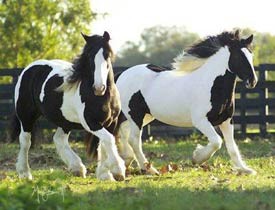 Trouvez cette race qui commence par "i"